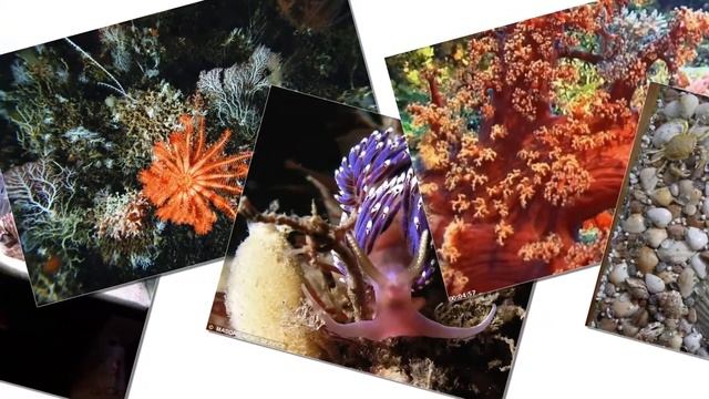 Bach. The musical joke (Бах. Шутка) смотреть онлайн