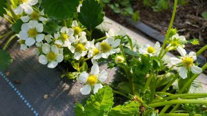 Чем кормить клубнику ДО и ВО ВРЕМЯ цветения? Boromin Gel + Folicist + лайфхак с ветродуйкой!
