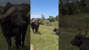 Звери в ЮАР