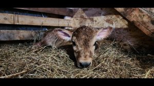 Отел Черники, кого принесла Костромская корова. Наша первоапрельская шутка.)