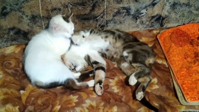 Кошачьи нежности. Умилительное видео. #коты