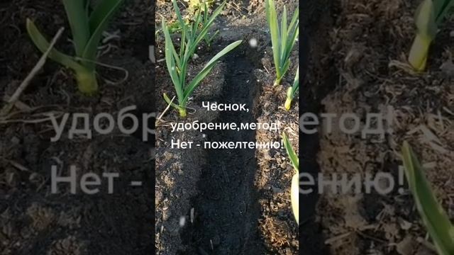 чтобы чеснок не желтел.🧄🧄🧄 смотреть онлайн