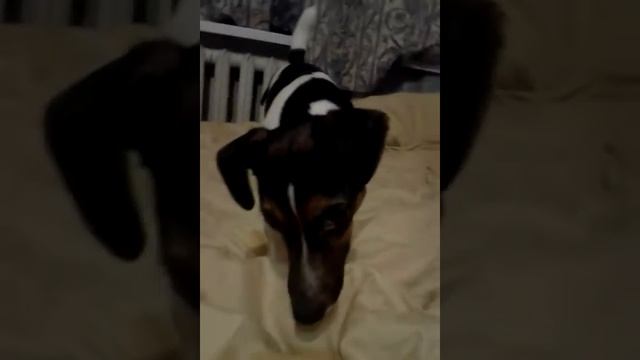 Сабака позирует на камеру смотреть онлайн