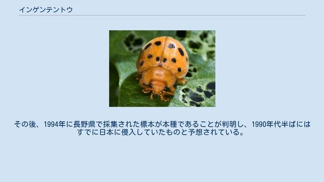 インゲンテントウ смотреть онлайн