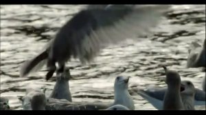 Наглые чайки! ОТ ТАКОГО ВИДЕО Я РЖАЛ ДО СЛЕЗ!!