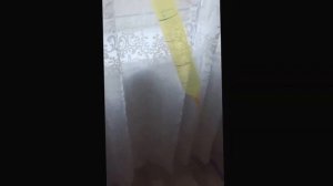 Шарик пердит