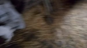 кормление козлят.