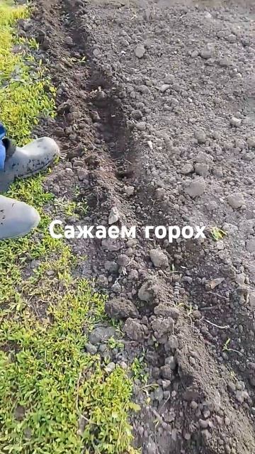 сажаем горох #огородныедела #огород #огородничество