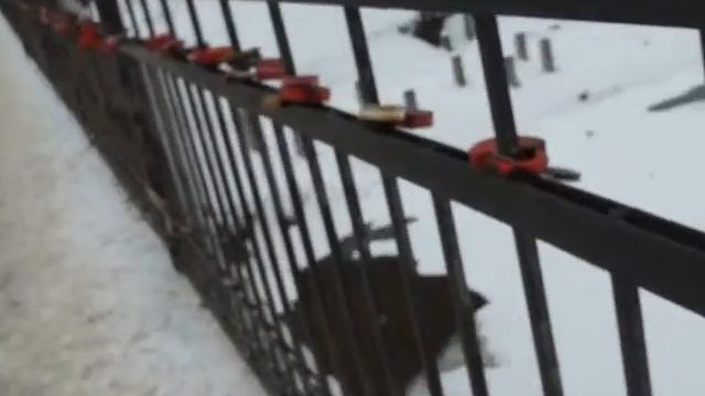 Замочки любви на ограждении моста в Щелково смотреть онлайн