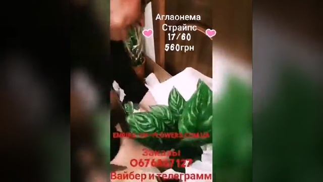 Закупка растений с Голландии смотреть онлайн