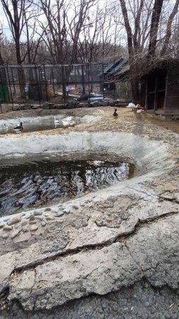 Птичий базар Хабаровский зоосад🦢🪿🐦⬛🐦