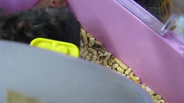 Флаффи Флауэ помёт Ф (Будни-2) смотреть онлайн