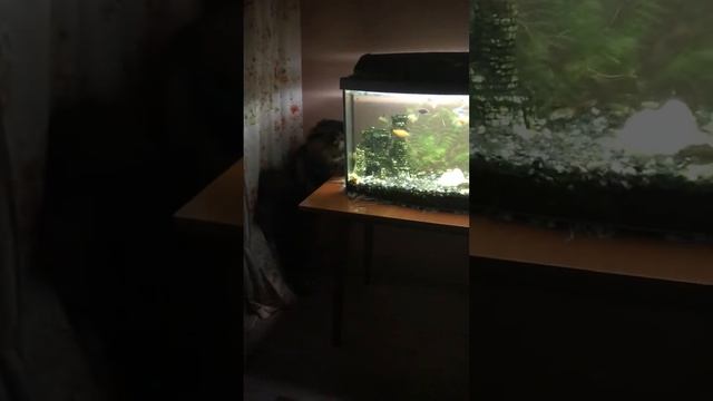 Мейнкун и сомик) смотреть онлайн