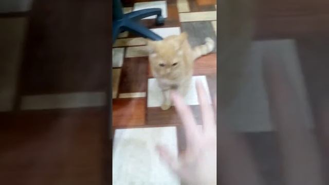 Обычная Ася смотреть онлайн