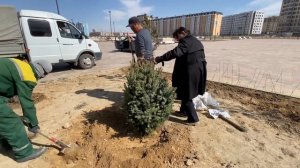 Посадка ели колючей, формы сизая