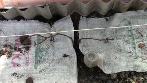 Муромцево 14 апреля 2025г виноградарство и козоводство не мешает друг другу...