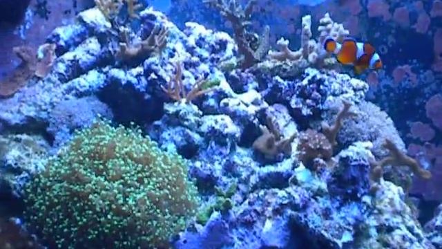 il mio acquario corallino смотреть онлайн