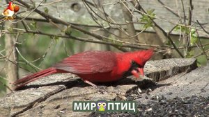 Мир птиц – красота и грация пернатых созданий Природы 🦩🦚🦜 Выпуск (30) 🦉🐦🐤