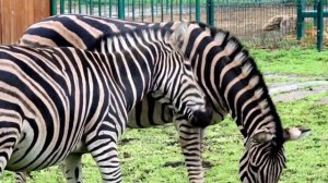 🦓 Зебр в природе несколько видов, но в нашем зоопарке содержатся зебры Чапмана