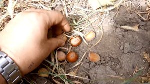 фундук*ПИРОЖОК=очень крупный!!!