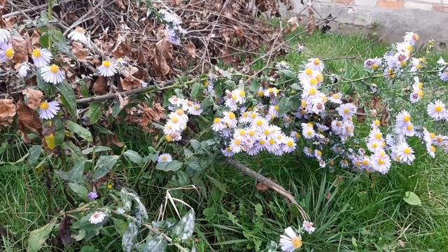 Пчелы в конце октября,как весной. смотреть онлайн