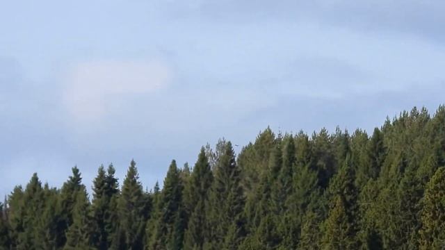 №4107  25 09 2023  Ласточки еще не улетели