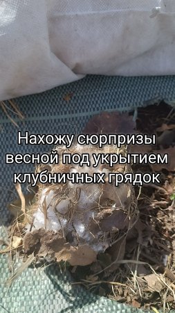 Нахожу сюрпризы весной под укрытием клубничных грядок
