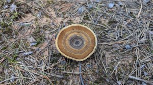 Сухлянка двухлетняя (Coltricia perennis). Как выглядит гриб на месте произрастания.