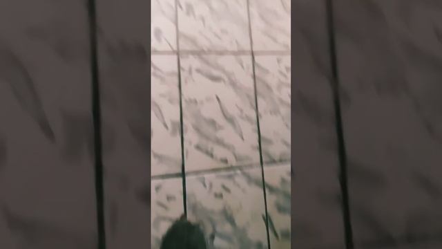 mais uma rotina da Aurora смотреть онлайн