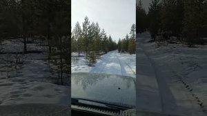 Медведь кажет дорогу