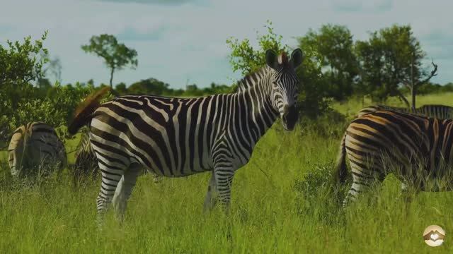 АФРИКА 🦍🐘