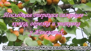 Последняя операция саженцев - копка, обрезка и упаковка у Железовых.