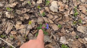Медуница и Мускари "Маунтин леди".Весенние первоцветы