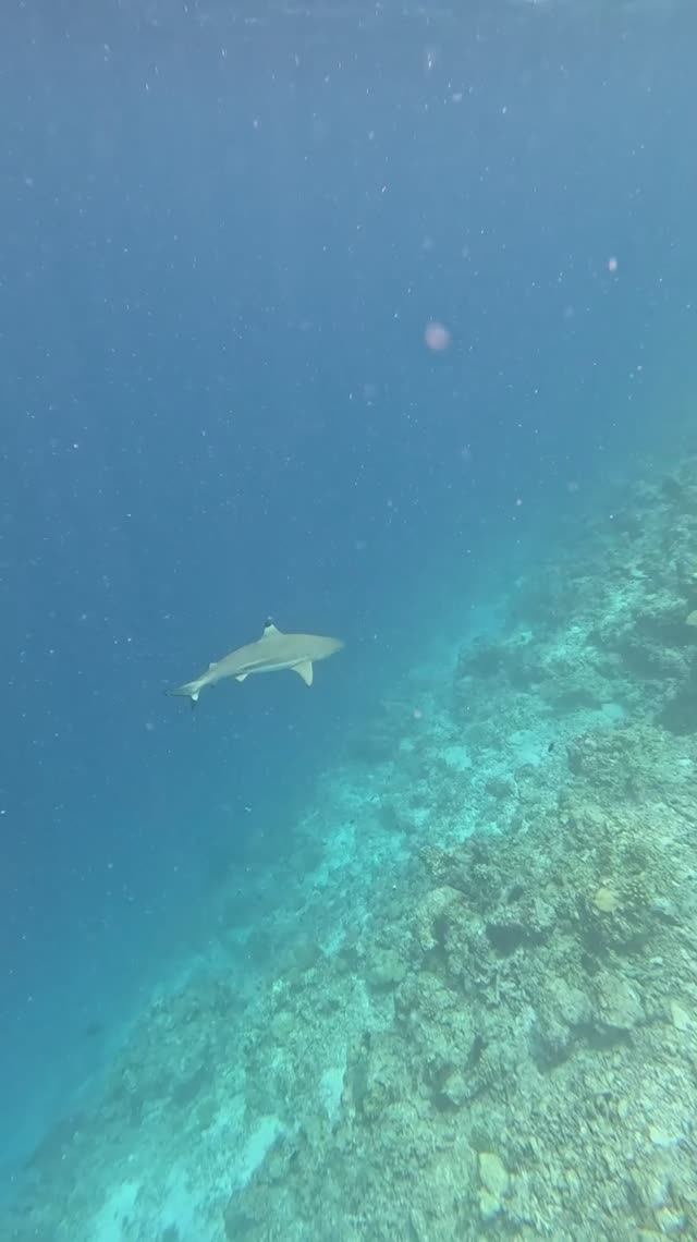 Чернопёрые рифовые акулы