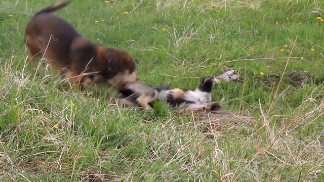 Рамик и остальные. Утренняя прогулка смотреть онлайн