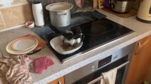 Как купаются сороки - Птенец сороки купается