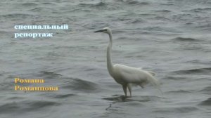 Трейлер Турнир Воронежской области по спиннингу с лодок апрель 2025