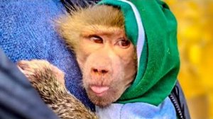 Люська УТЕПЛИЛАСЬ и ищет дорогу домой обходя тигров стороной