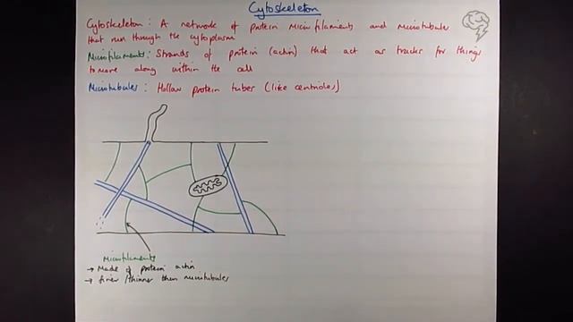 Cytoskeleton | A Level Biology Tutorial | OCR