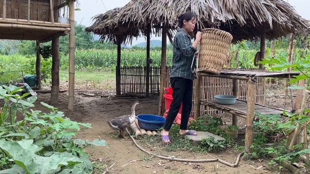 There are strange feelings towards the man who helped the single mother. Harvesting papaya to sell.