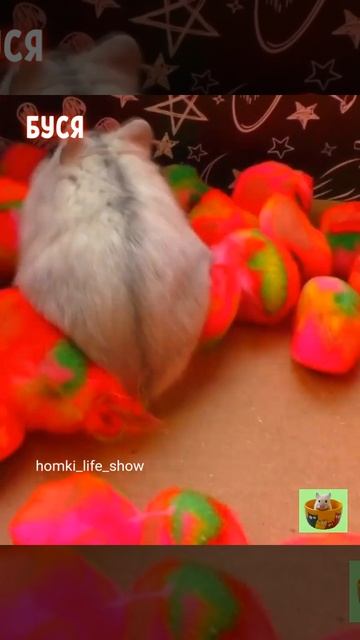Приключения Хомяка в Лабиринте #Shorts