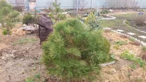 Обзор апрельского  сада 2025 года