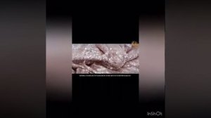 мухтар абу банат проповедь на даргинском языке