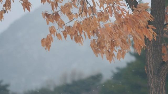 Snowy Gyeongbokgung Palace in Seoul - Look how beautiful it is смотреть онлайн