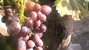 Сорт винограда "Ватикан" - сезон 2017