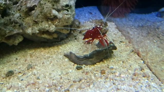 Kardinalsgarnele (Lysmata debelius) смотреть онлайн