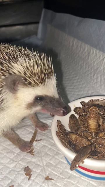 Джус ежик смотреть онлайн