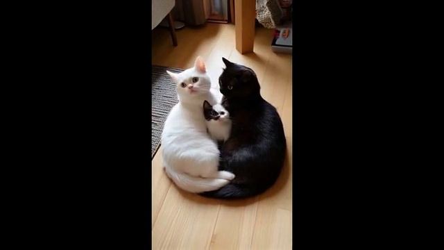 спорник видео про котиков