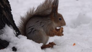 Немного о белках