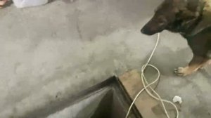 Змз 405 - Не заводиться, не работает бензонасос, не включается главное реле. Проблема с эбу